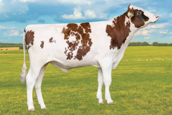 De roodbonte holstein frysian stier Sunnyboy-red