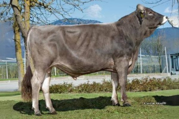 De brown swiss stier Superbrown Asos