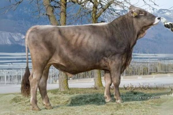 De brown swiss stier Superbrown Benji