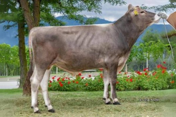 De brown swiss stier Superbrown Duplago