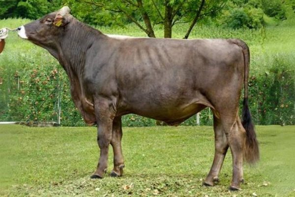 De brown swiss stier Superbrown Nissan.