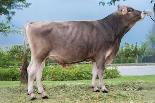 De brown swiss stier Superbrown Pepito.