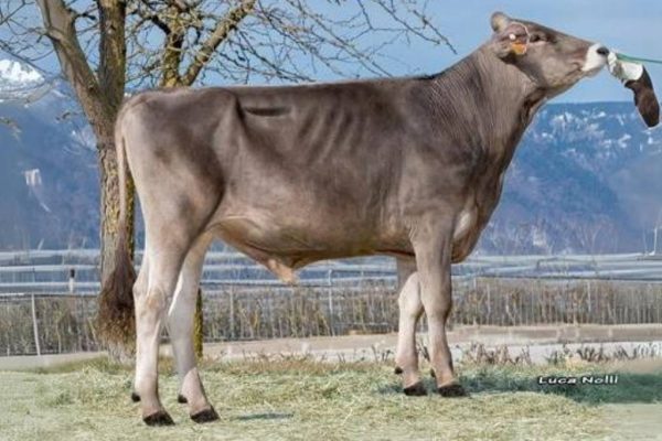 De brown swiss stier Superbrown Superstar