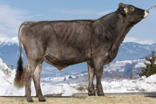 De brown swiss stier Vivek Pp