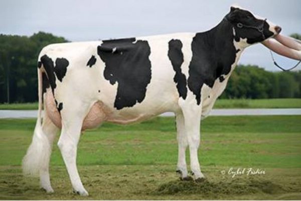 DAM Clear-Echo 822 van de zwartbonte holstein frysian fokstier Truxton