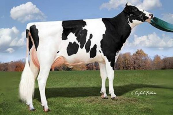 MGD Clear-Echo Missouri van de zwartbonte holstein frysian fokstier Truxton