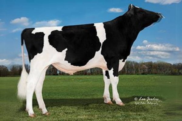 De zwartbonte holstein frysian fokstier Truxton