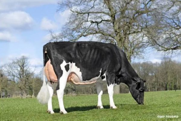 Moeder VDR Sandra 5 van de zwartbonte holstein frysian VDR Steven Tyler