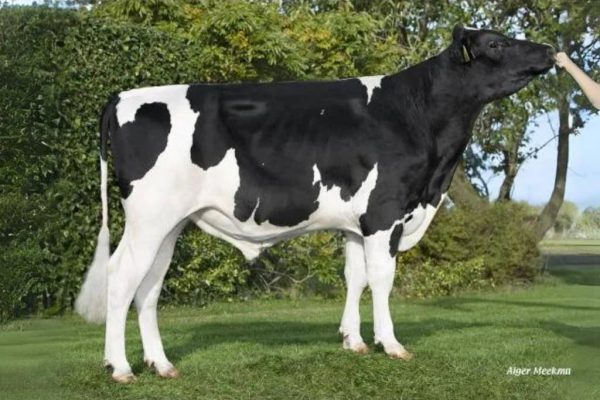 De zwartbonte holstein frysian VDR Steven Tyler