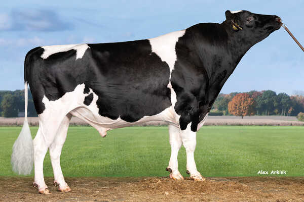 De zwartbonte holstein frysian stier Westenrade Golf