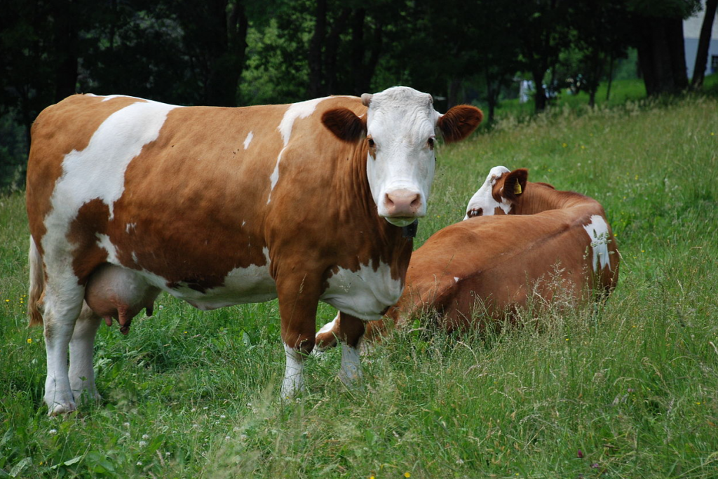 Twee Fleckvieh koeien liggen in het gras