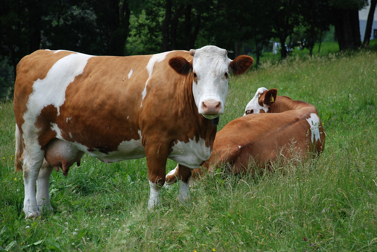 Twee Fleckvieh koeien liggen in het gras