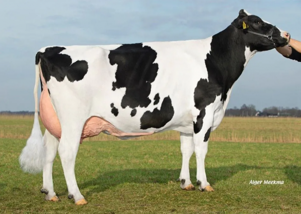 Grootmoeder van de zwartbonte holstein friesian genomicstier Agus Lars