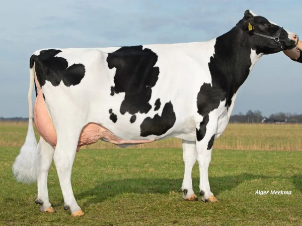 Grootmoeder van de zwartbonte holstein friesian genomicstier Agus Lars