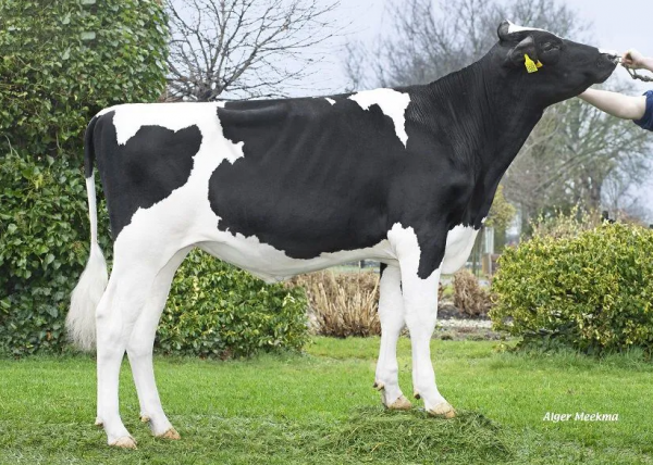 De zwartbonte holstein friesian genomicstier Agus Lars