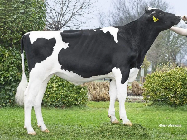 De zwartbonte holstein friesian genomicstier Agus Lars