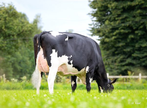 De moeder van de zwartbonte holstein friesian genomicstier DG Omega