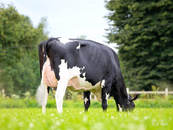 De moeder van de zwartbonte holstein friesian genomicstier DG Omega