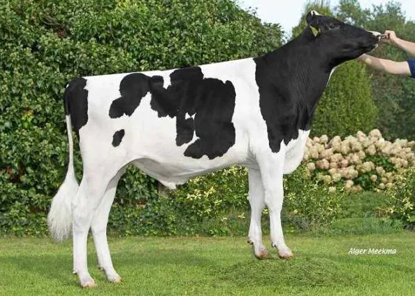 De zwartbonte holstein friesian fokstier Koepon Rumour