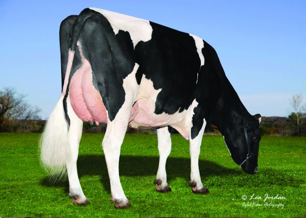 Holstein zwartbont Mellencamp 782654 dochter 1