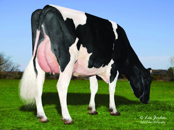 Holstein zwartbont Mellencamp 782654 dochter 1