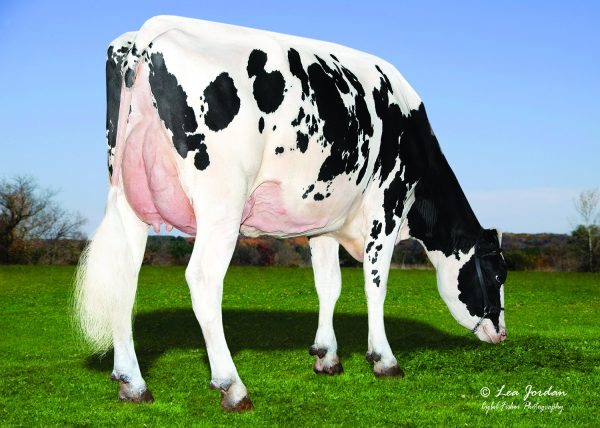 Holstein zwartbont Mellencamp 782654 dochter 2