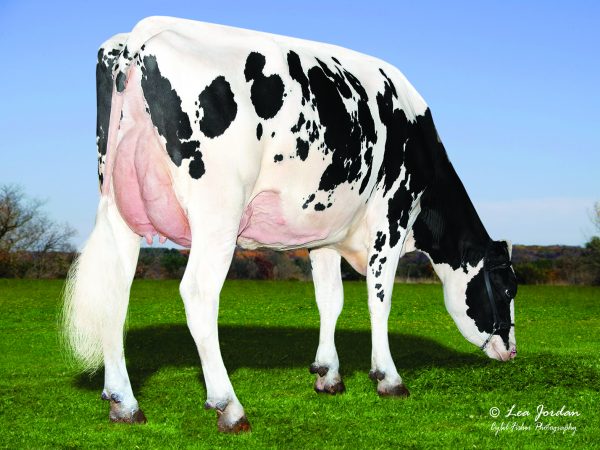 Holstein zwartbont Mellencamp 782654 dochter 2