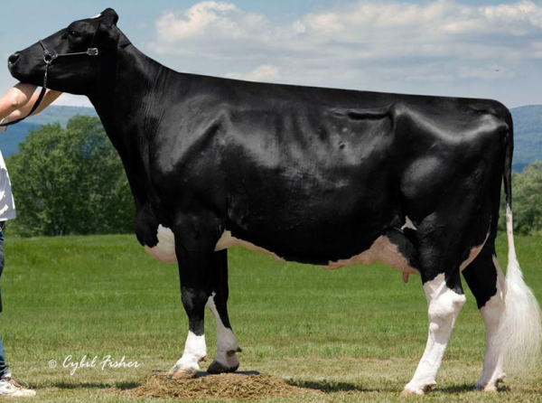 Familie van de zwartbonte holstein friesian genomistier Riverside