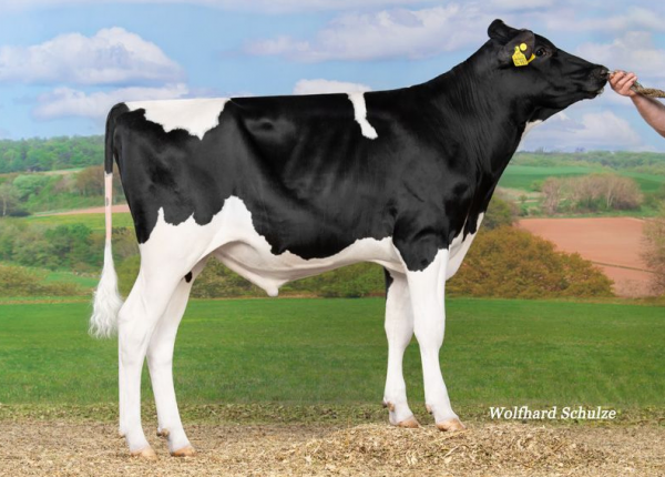 De zwartbonte holstein friesian genomicstier Riverside