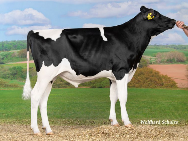 De zwartbonte holstein friesian genomicstier Riverside