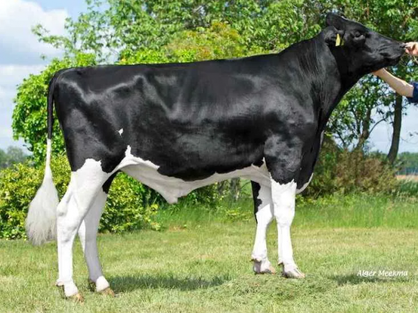 De zwartbonte holstein friesian fokstier VDR Sting 39967