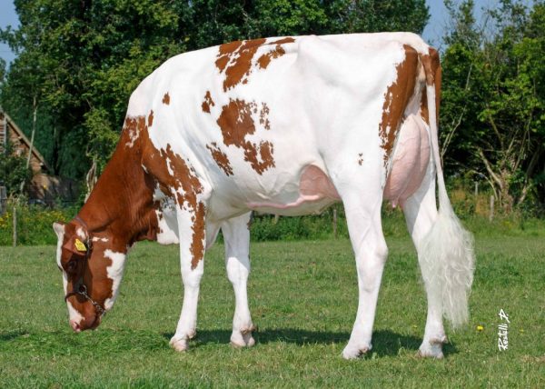 Grootmoeder van de roodbonte holstein friesian stier DG Antheum Red