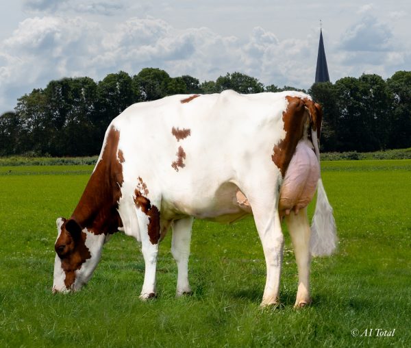 Moeder van de roodbonte holstein friesian stier DG Antheum Red