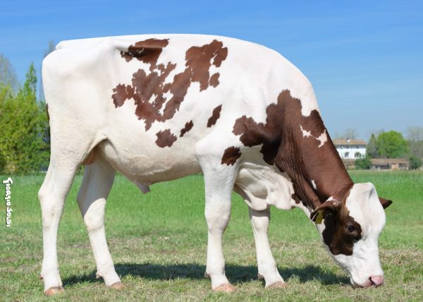 De roodbonte holstein friesian stier DG Antheum Red