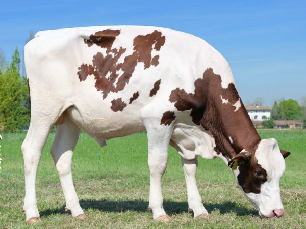 De roodbonte holstein friesian stier DG Antheum Red