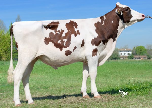 De roodbonte holstein friesian stier DG Antheum Red