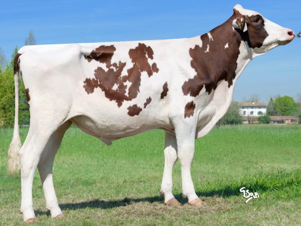 De roodbonte holstein friesian stier DG Antheum Red