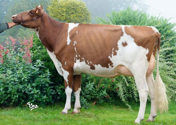 Familie van de roodbonte holstein friesian stier Traomad P