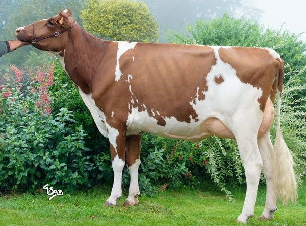 Familie van de roodbonte holstein friesian stier Traomad P