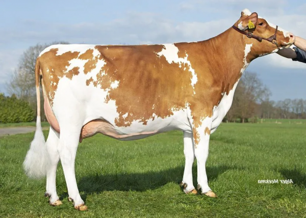 De dochter van de roodbonte holstein friesian fokstier Waldclass Exotic