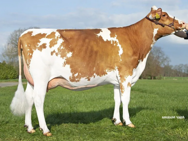 De dochter van de roodbonte holstein friesian fokstier Waldclass Exotic