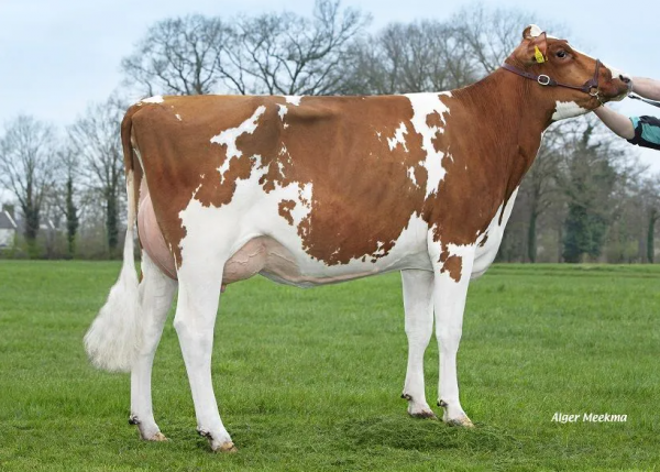 Familie van de roodbonte holstein friesian fokstier Waldclass Exotic