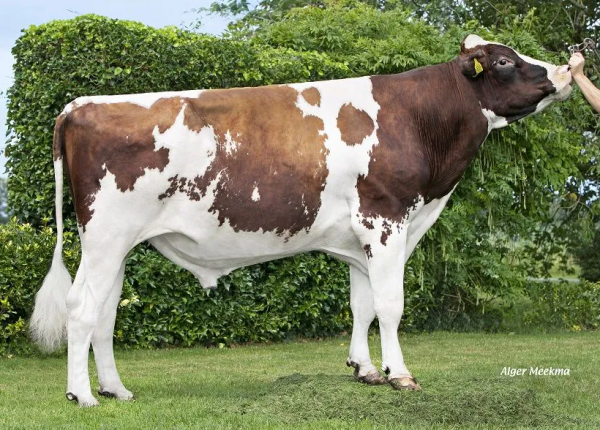 De roodbonte holstein friesian fokstier Waldclass Exotic