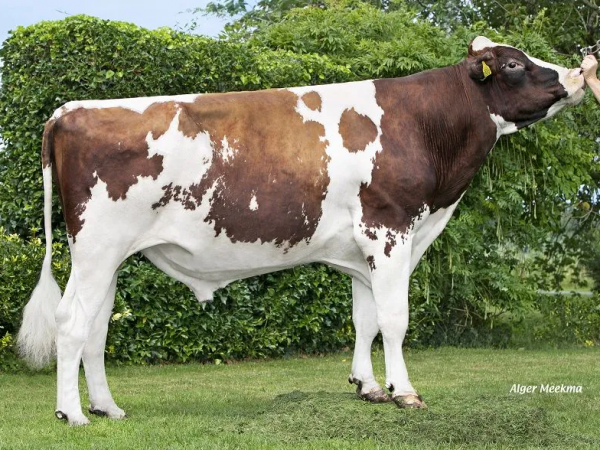 De roodbonte holstein friesian fokstier Waldclass Exotic