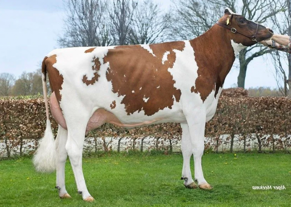 De moeder van de roodbonte holstein friesian stier Wilskracht Worldcup