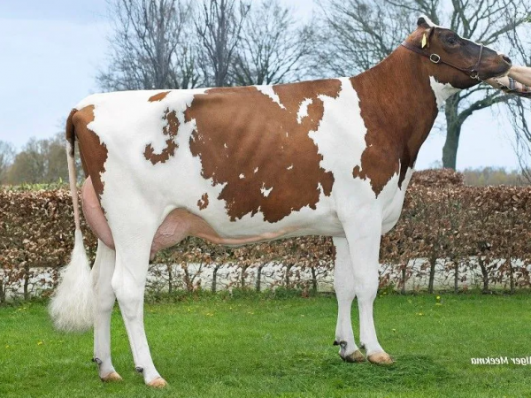 De moeder van de roodbonte holstein friesian stier Wilskracht Worldcup