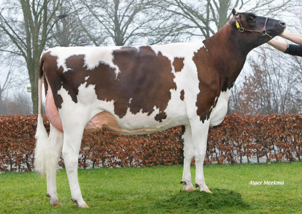 Familie van de roodbonte holstein friesian stier Wilskracht Worldcup