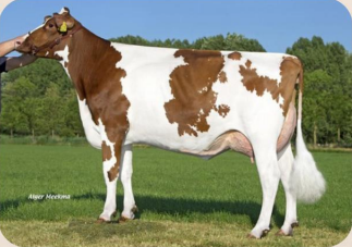 Moeder van de roodbonte holstein friesian stier Rocket P