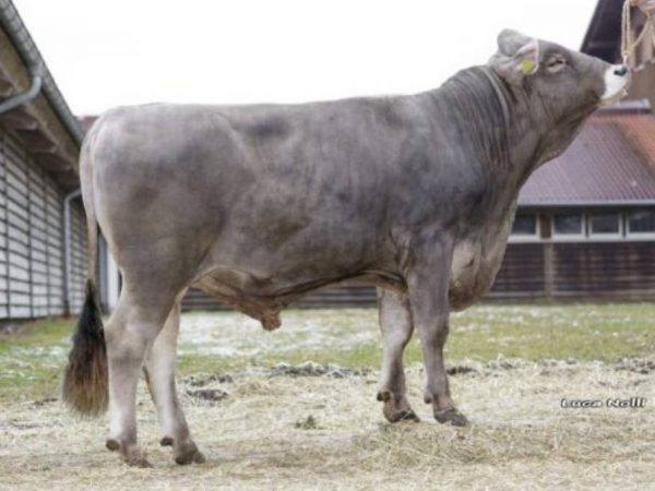 De Brown Swiss stier Amarula 783743