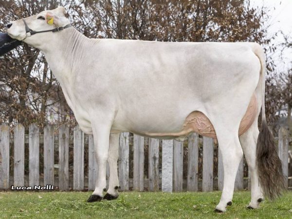 Dochter Pamelac van Brown Swiss stier Dejavu 785990